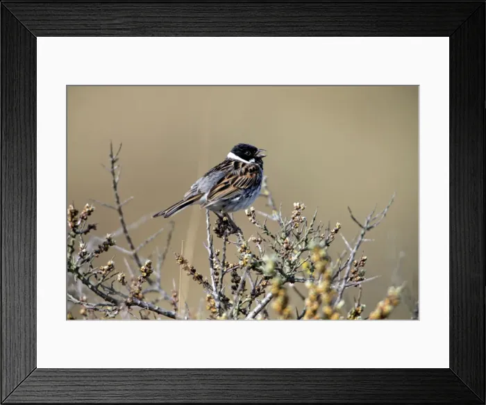 Framed Print : Picture No. 10984389 Framed Print : Picture No. 10984389