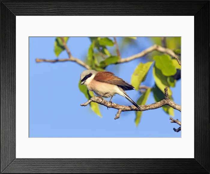 Framed Print : Picture No. 10984388