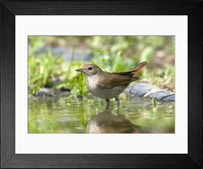 Framed Print : Picture No. 10984378 Framed Print : Picture No. 10984378