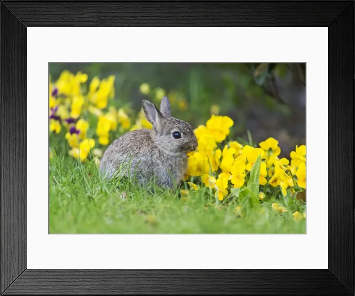 Framed Print : Picture No. 10984387 Framed Print : Picture No. 10984387