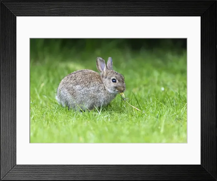 Framed Print : Picture No. 10984386 Framed Print : Picture No. 10984386