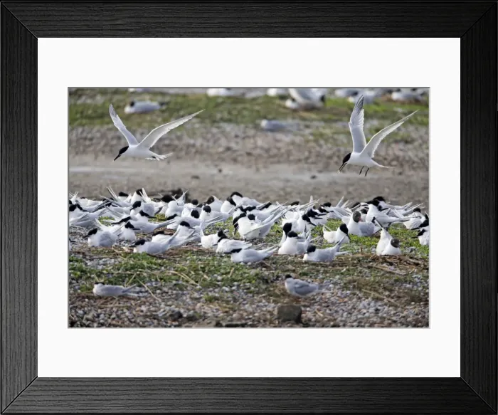 Framed Print : Picture No. 10984390 Framed Print : Picture No. 10984390