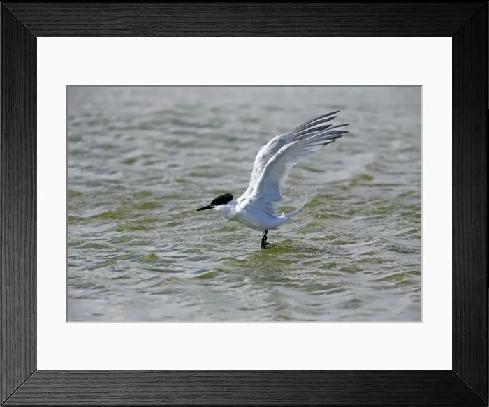 Framed Print : Picture No. 10984393 Framed Print : Picture No. 10984393