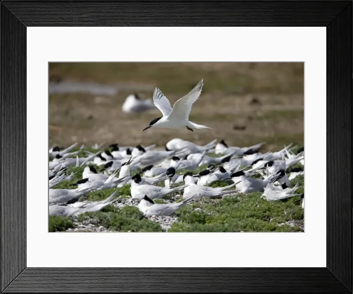 Framed Print : Picture No. 10984391 Framed Print : Picture No. 10984391