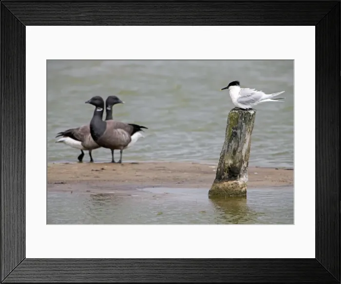 Framed Print : Picture No. 10984395 Framed Print : Picture No. 10984395