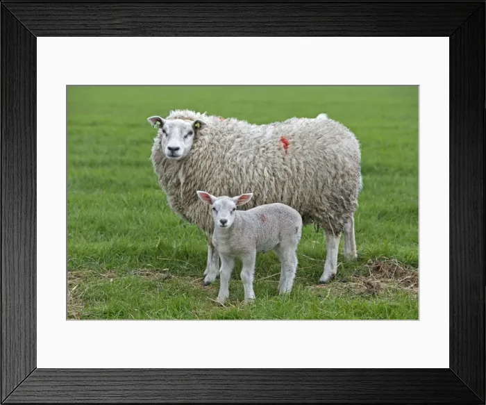 Framed Print : Picture No. 10984397 Framed Print : Picture No. 10984397
