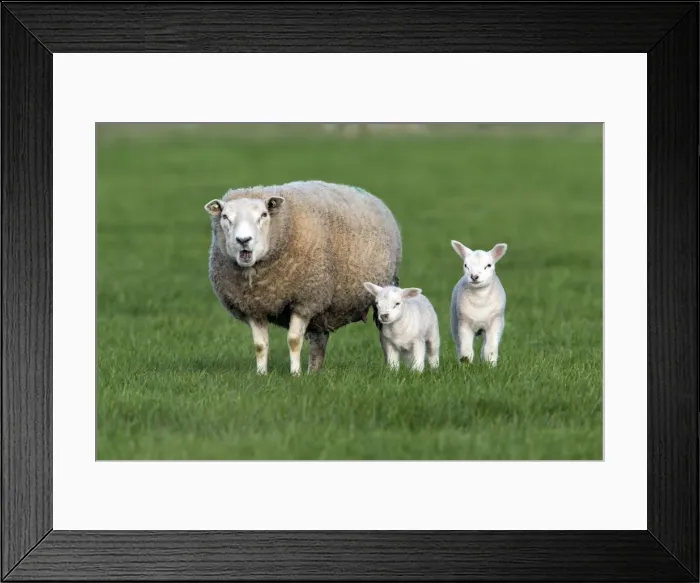 Framed Print : Picture No. 10984400 Framed Print : Picture No. 10984400