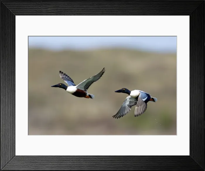 Framed Print : Picture No. 10984403