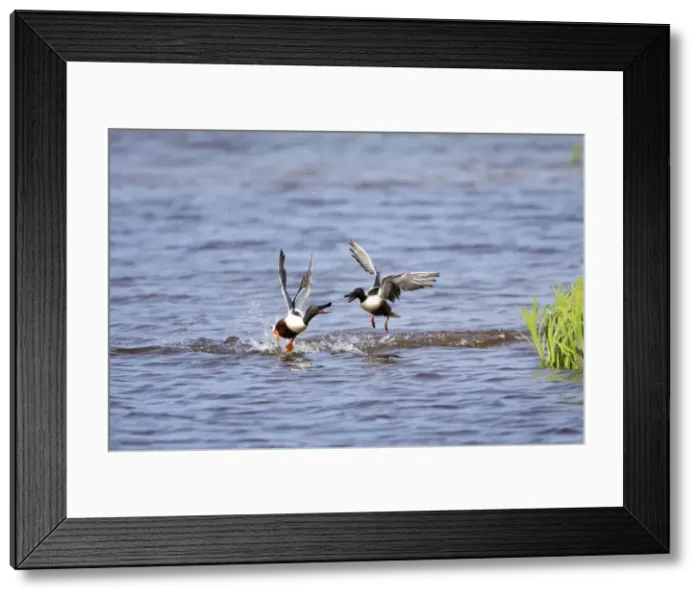 Framed Print : Picture No. 10984402