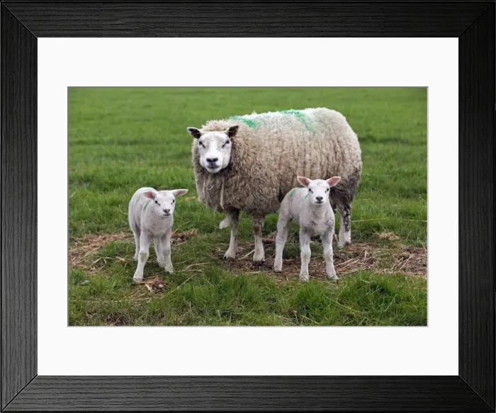 Framed Print : Picture No. 10984398 Framed Print : Picture No. 10984398