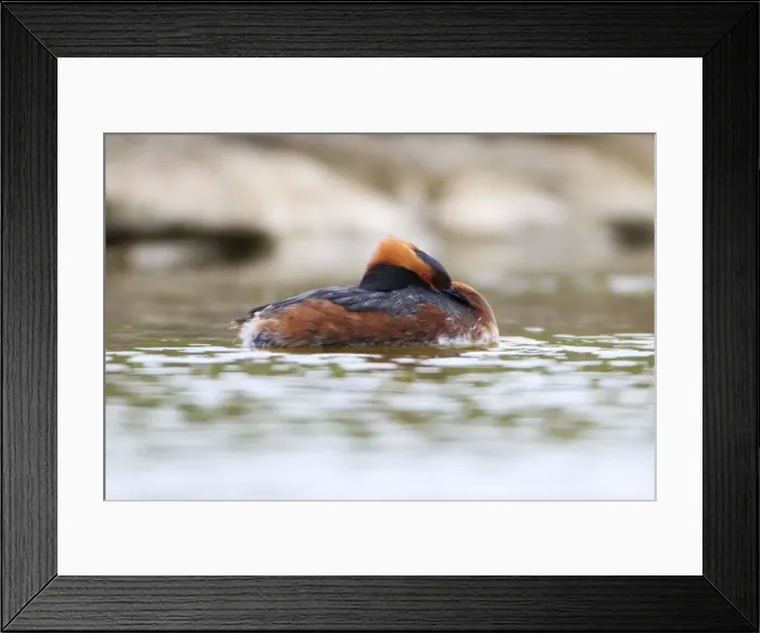 Framed Print : Picture No. 10984405 Framed Print : Picture No. 10984405