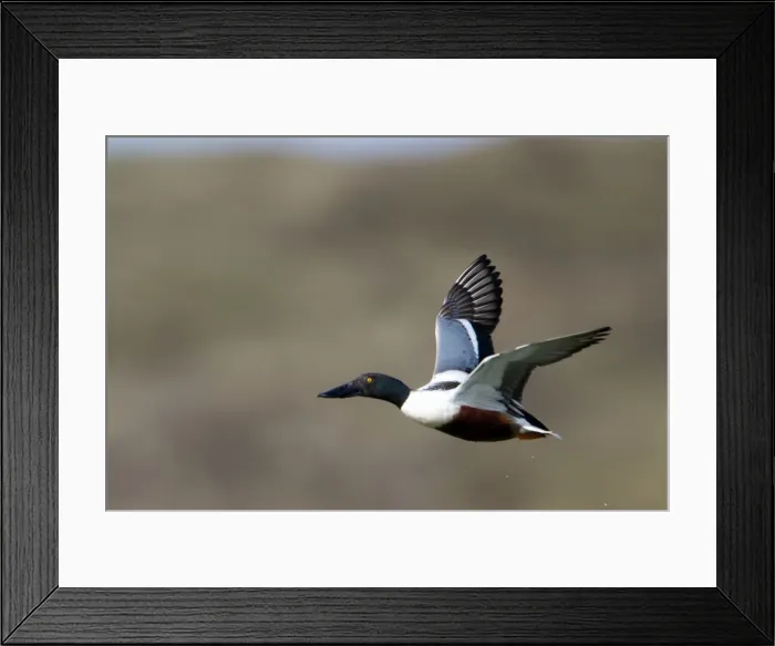 Framed Print : Picture No. 10984404 Framed Print : Picture No. 10984404