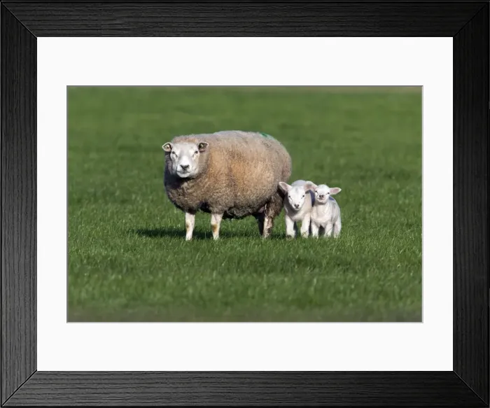 Framed Print : Picture No. 10984399 Framed Print : Picture No. 10984399