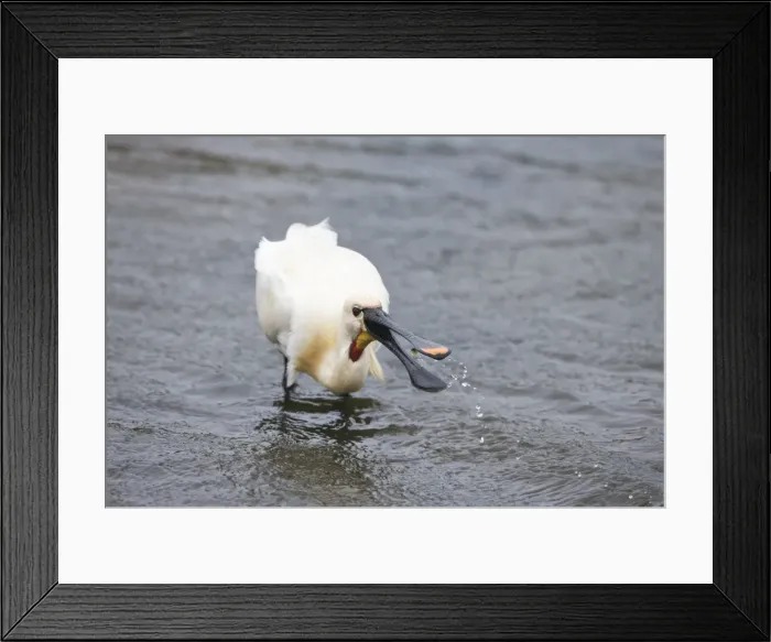 Framed Print : Picture No. 10984407 Framed Print : Picture No. 10984407