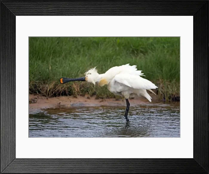 Framed Print : Picture No. 10984410 Framed Print : Picture No. 10984410