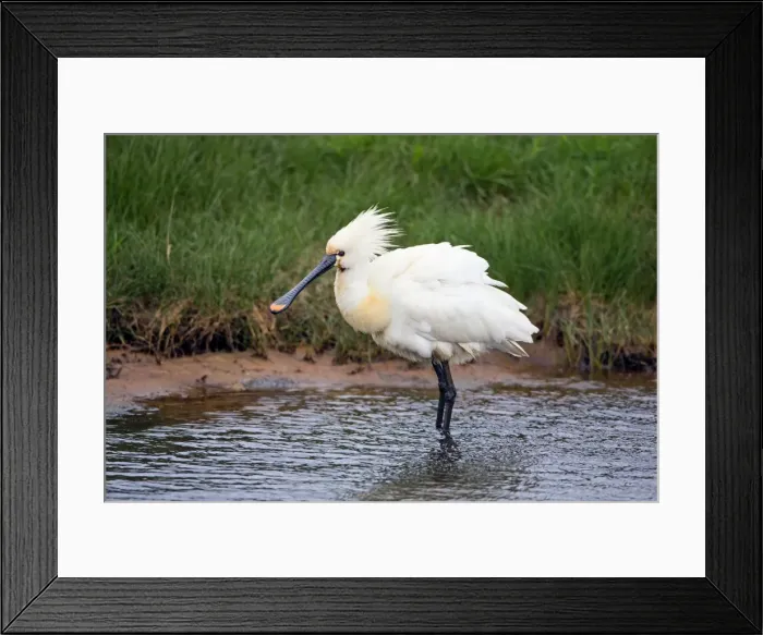 Framed Print : Picture No. 10984409 Framed Print : Picture No. 10984409