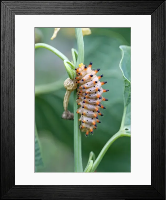 Framed Print : Picture No. 10984406 Framed Print : Picture No. 10984406