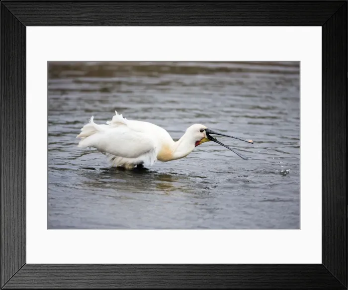 Framed Print : Picture No. 10984411 Framed Print : Picture No. 10984411
