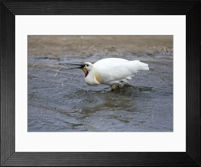 Framed Print : Picture No. 10984408 Framed Print : Picture No. 10984408