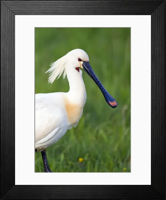 Framed Print : Picture No. 10984414 Framed Print : Picture No. 10984414