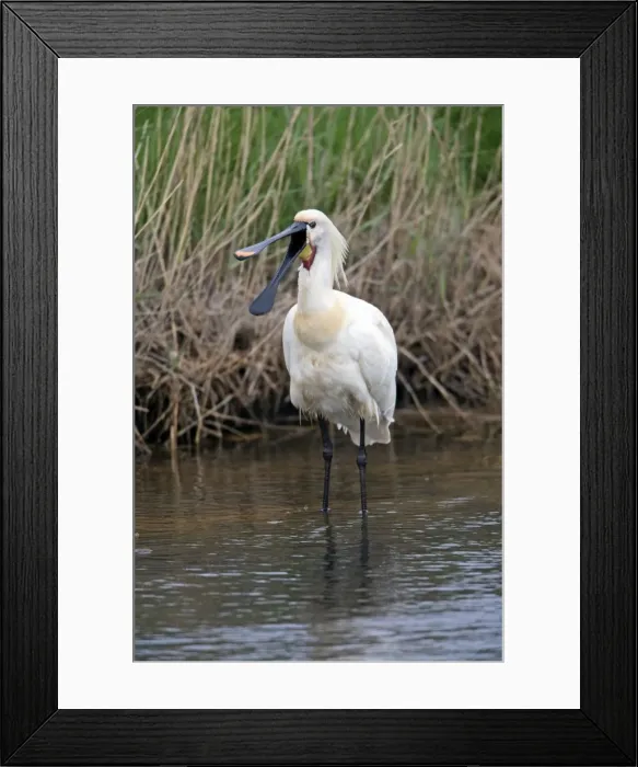 Framed Print : Picture No. 10984413 Framed Print : Picture No. 10984413