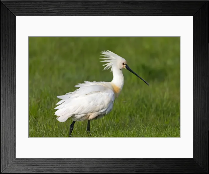 Framed Print : Picture No. 10984415 Framed Print : Picture No. 10984415