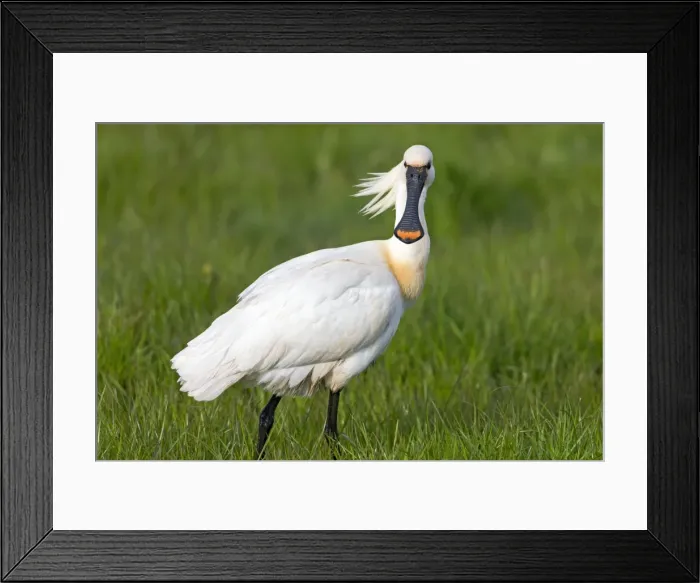 Framed Print : Picture No. 10984416 Framed Print : Picture No. 10984416