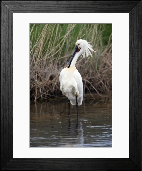 Framed Print : Picture No. 10984412 Framed Print : Picture No. 10984412