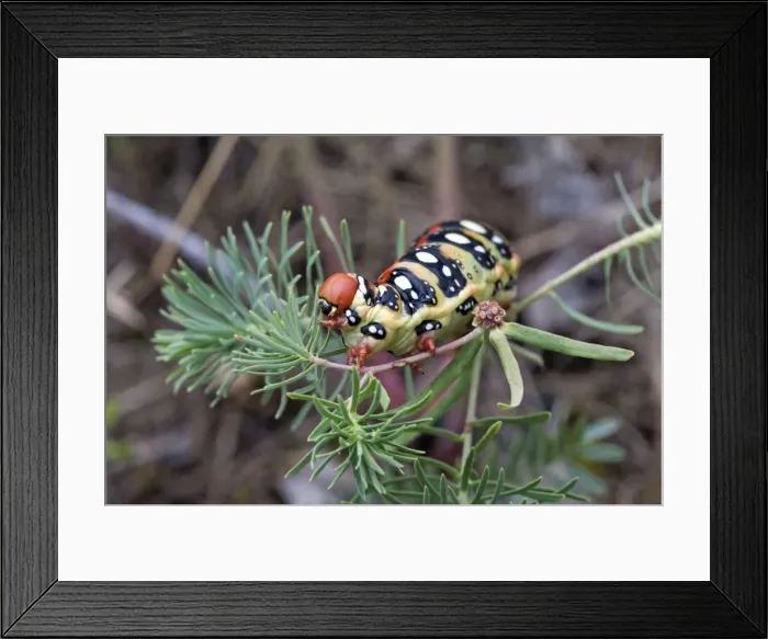 Framed Print : Picture No. 10984418 Framed Print : Picture No. 10984418