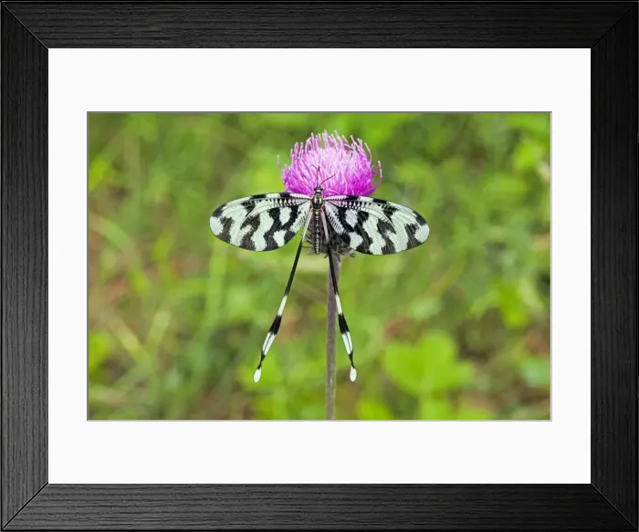 Framed Print : Picture No. 10984420 Framed Print : Picture No. 10984420