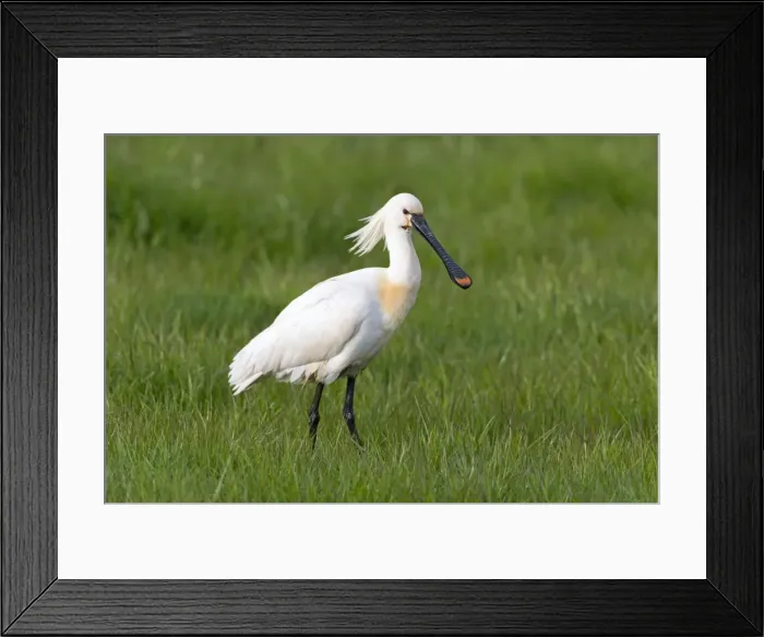 Framed Print : Picture No. 10984417