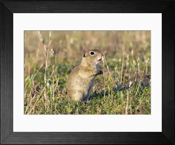 Framed Print : Picture No. 10984419 Framed Print : Picture No. 10984419