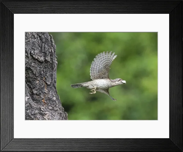 Framed Print : Picture No. 10984422 Framed Print : Picture No. 10984422