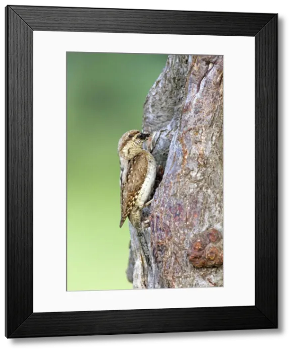 Framed Print : Picture No. 10984423 Framed Print : Picture No. 10984423