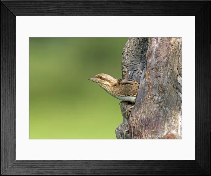 Framed Print : Picture No. 10984424