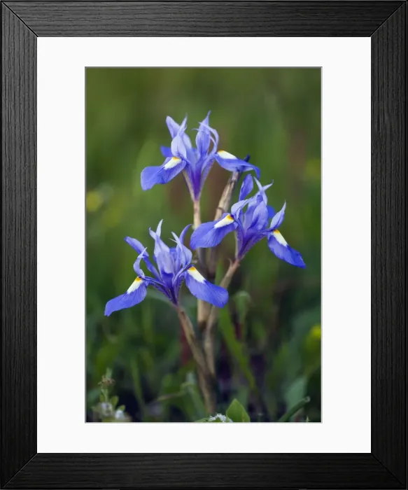 Framed Print : Picture No. 10984426