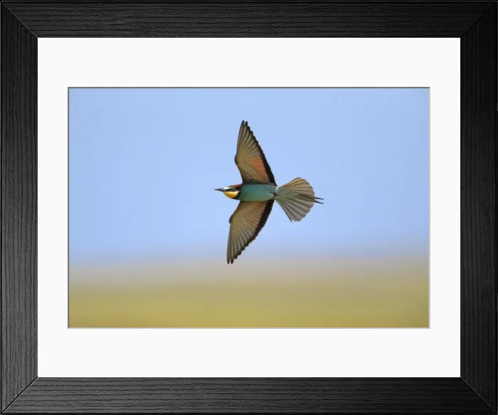 Framed Print : Picture No. 10984427 Framed Print : Picture No. 10984427