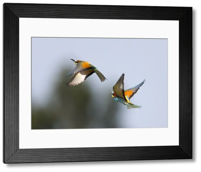 Framed Print : Picture No. 10984428 Framed Print : Picture No. 10984428