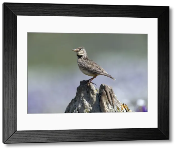 Framed Print : Picture No. 10984431 Framed Print : Picture No. 10984431