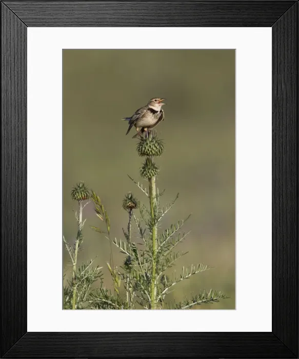 Framed Print : Picture No. 10984432 Framed Print : Picture No. 10984432