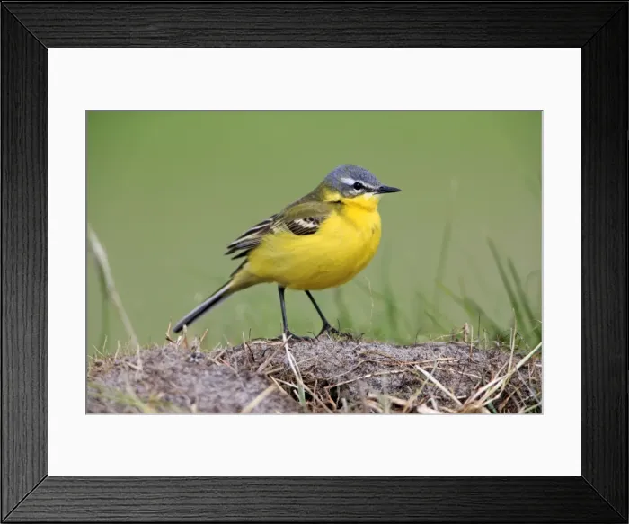Framed Print : Picture No. 10984425 Framed Print : Picture No. 10984425