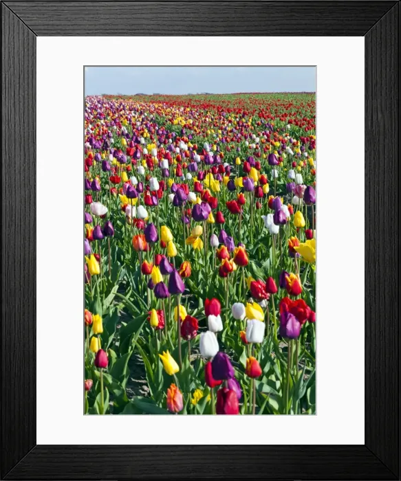 Framed Print : Picture No. 10984421 Framed Print : Picture No. 10984421