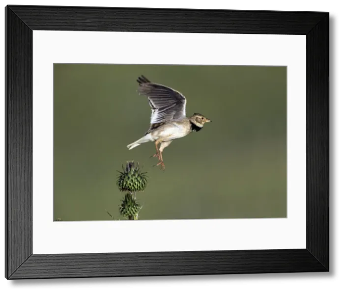 Framed Print : Picture No. 10984433 Framed Print : Picture No. 10984433