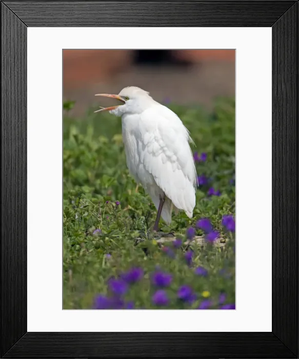 Framed Print : Picture No. 10984435 Framed Print : Picture No. 10984435