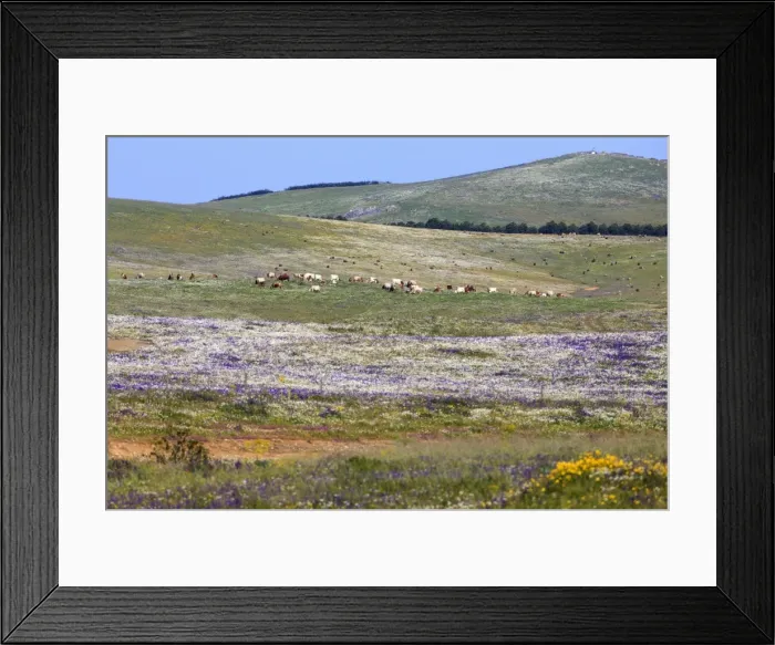 Framed Print : Picture No. 10984429 Framed Print : Picture No. 10984429