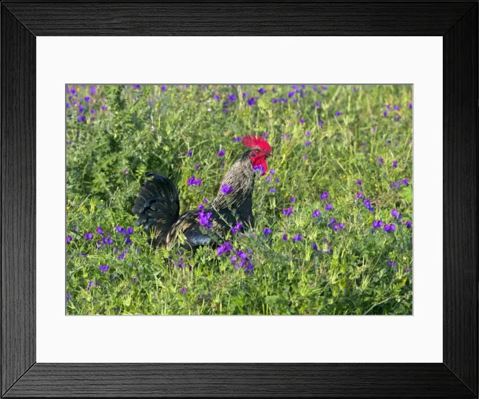 Framed Print : Picture No. 10984437 Framed Print : Picture No. 10984437