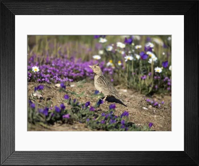 Framed Print : Picture No. 10984430 Framed Print : Picture No. 10984430