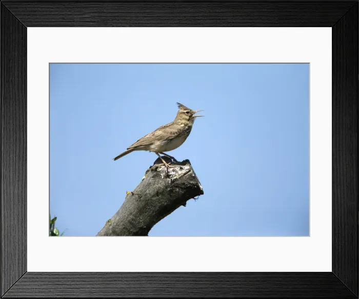 Framed Print : Picture No. 10984439 Framed Print : Picture No. 10984439