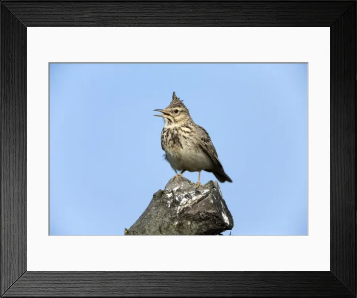 Framed Print : Picture No. 10984440 Framed Print : Picture No. 10984440