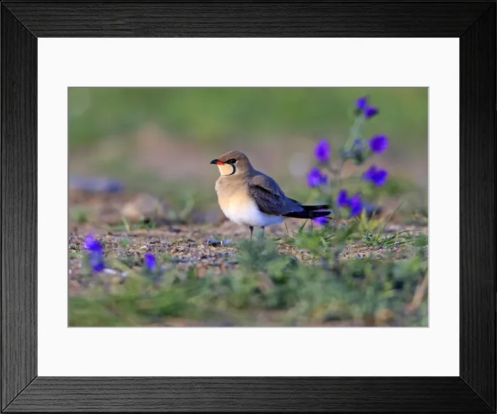 Framed Print : Picture No. 10984438 Framed Print : Picture No. 10984438
